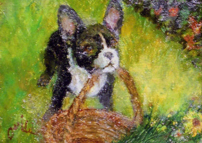 Boston Terrier