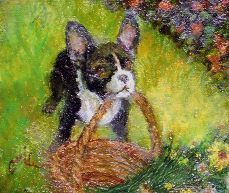 Boston Terrier