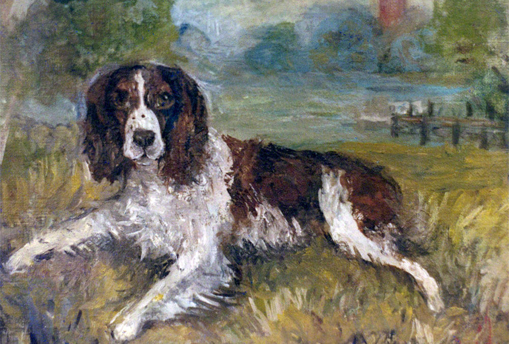 Springer Spaniel I