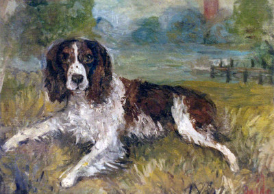 Springer Spaniel I